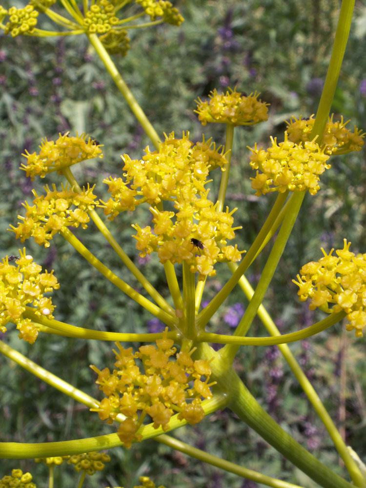 Изображение особи Ferula kelleri.