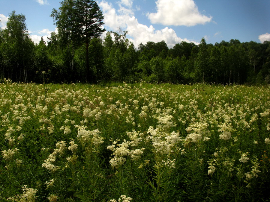 Image of Filipendula ulmaria specimen.