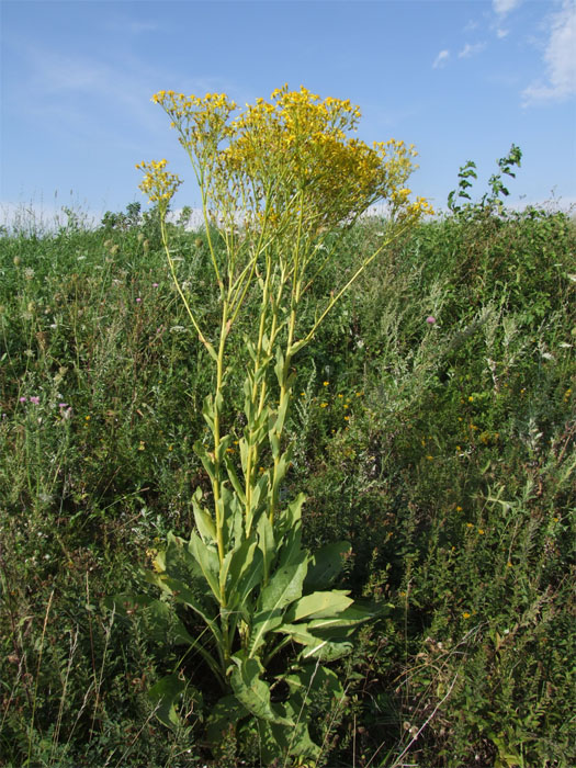 Изображение особи Senecio macrophyllus.