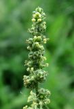 Chenopodium album