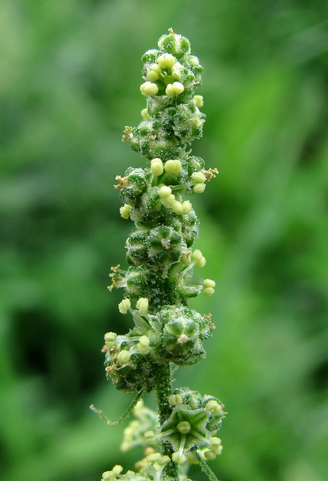 Image of Chenopodium album specimen.