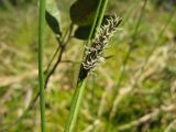 Carex lasiocarpa. Часть генеративного побега с пестичным колоском. Костромская обл., Кологривский р-н, заповедник \"Кологривский лес\", осоково-сфагновое болото. 30 мая 2013 г.