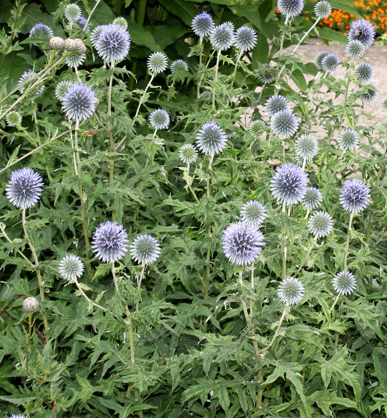 Изображение особи Echinops bannaticus.