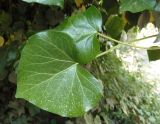 Hedera helix