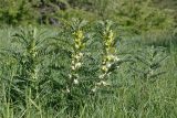 Astragalus sieversianus