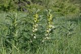 Astragalus sieversianus. Цветущие растения. Южный Казахстан, хр. Боролдайтау, горы Кокбулак. 29.04.2013.