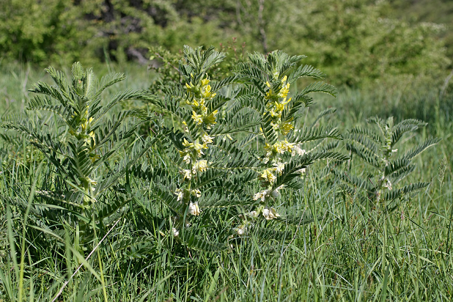 Изображение особи Astragalus sieversianus.