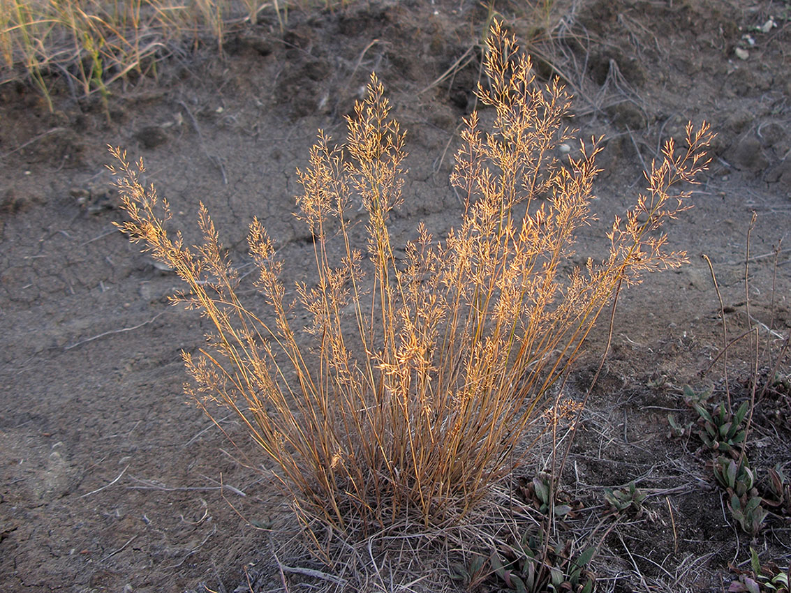 Изображение особи род Agrostis.