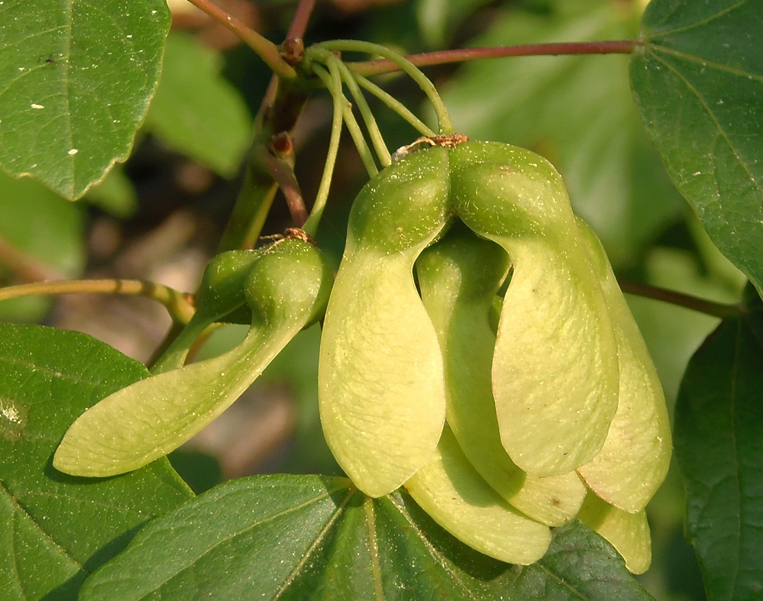 Image of Acer stevenii specimen.