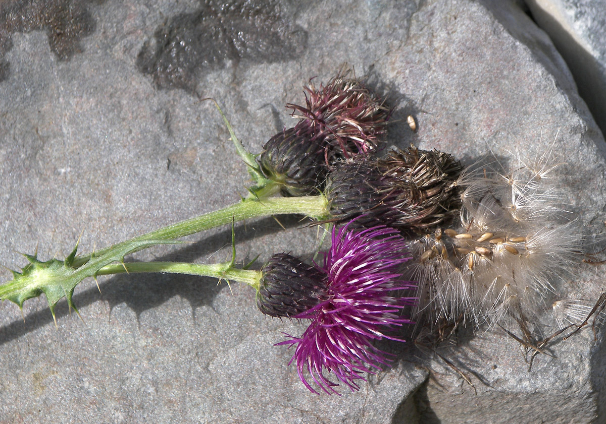 Image of Cirsium uliginosum specimen.