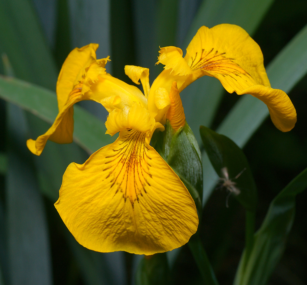 Image of Iris pseudacorus specimen.