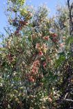 Calligonum aphyllum. Ветвь с соплодиями. Южный Казахстан, восточная граница пустыни Кызылкум. 06.05.2013.