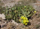 Opuntia humifusa. Цветущее растение. Крым, Балаклава, приморский каменистый склон. 28.05.2013.