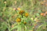 Bidens radiata