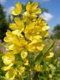 Lysimachia davurica