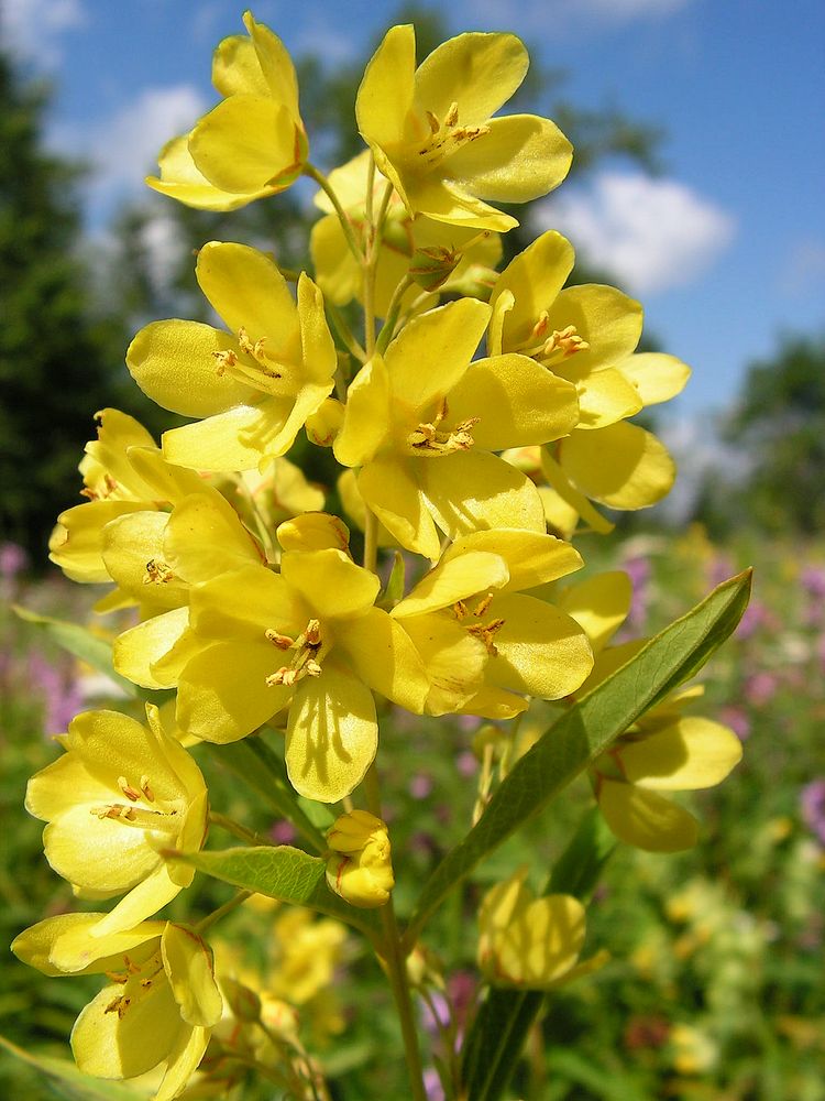 Image of Lysimachia davurica specimen.