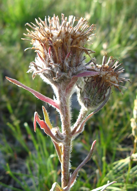 Image of Saussurea schanginiana specimen.