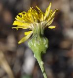 Image of taxon representative. Author is Роланд Цандекидис