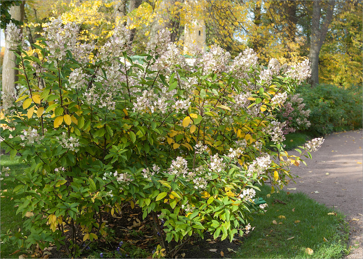 Image of Hydrangea paniculata specimen.