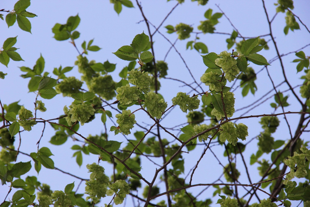 Изображение особи Ulmus glabra.