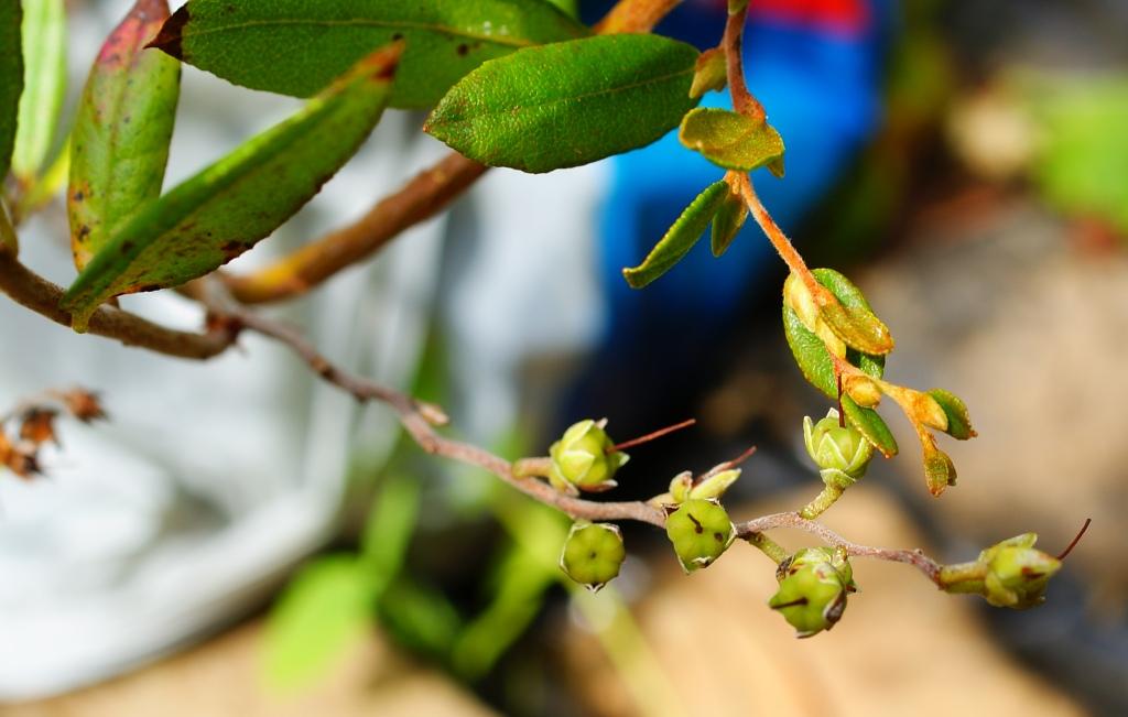 Изображение особи Chamaedaphne calyculata.