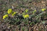 Alyssum calycocarpum. Цветущее растение. Крым, Севастополь, высоты Кая-Баш. 03.03.2014.