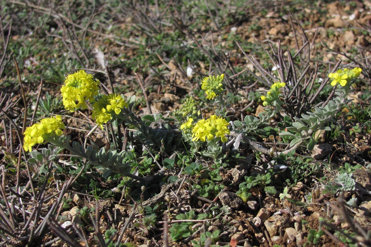 Изображение особи Alyssum calycocarpum.