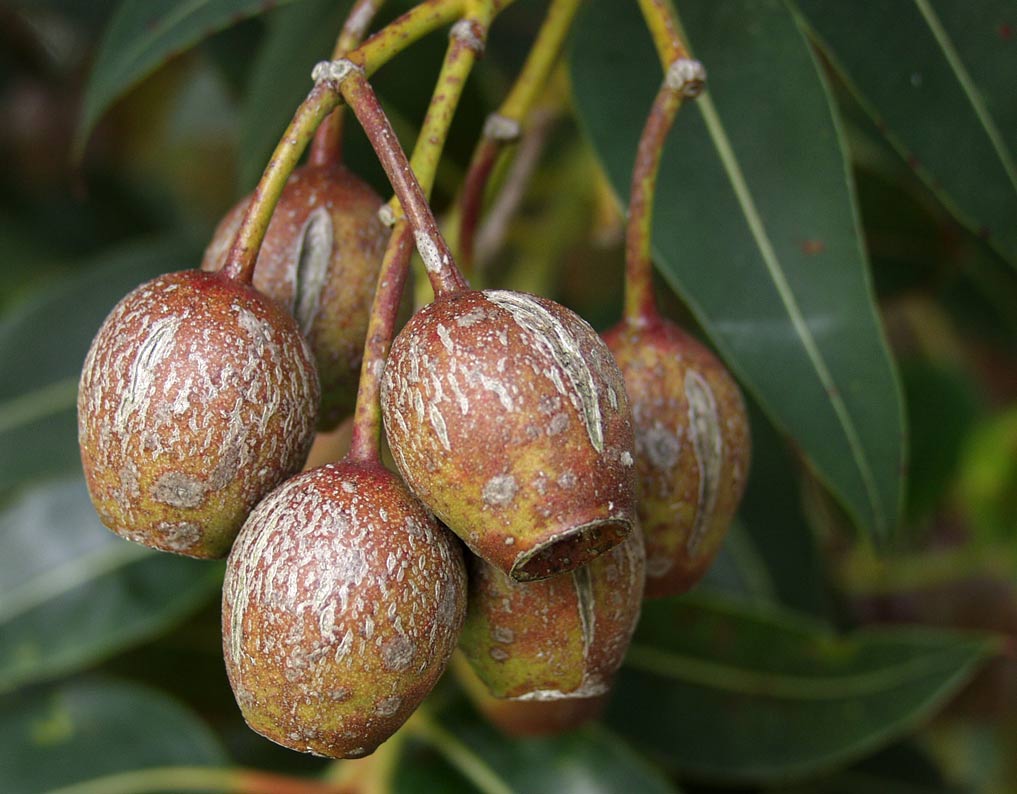 Image of Corymbia ficifolia specimen.