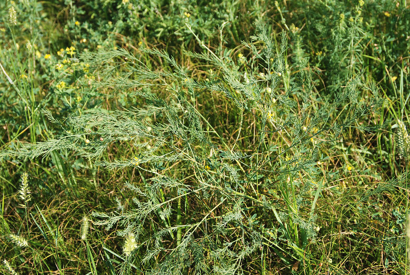 Image of Asparagus officinalis specimen.