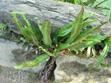 Phyllitis scolopendrium