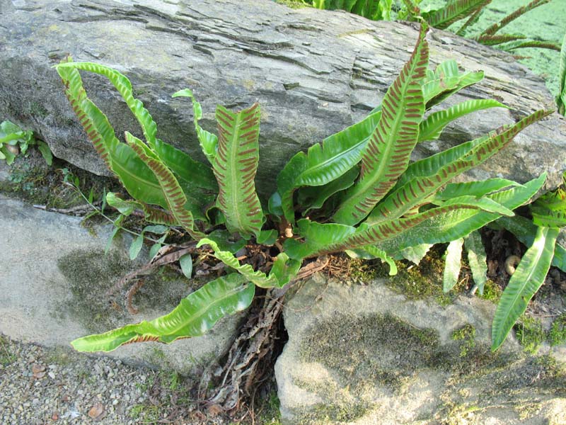 Изображение особи Phyllitis scolopendrium.