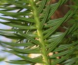 Cunninghamia lanceolata. Средняя часть побега (видны нижние стороны хвоинок). Германия, г. Дюссельдорф, Ботанический сад университета. 10.03.2014.