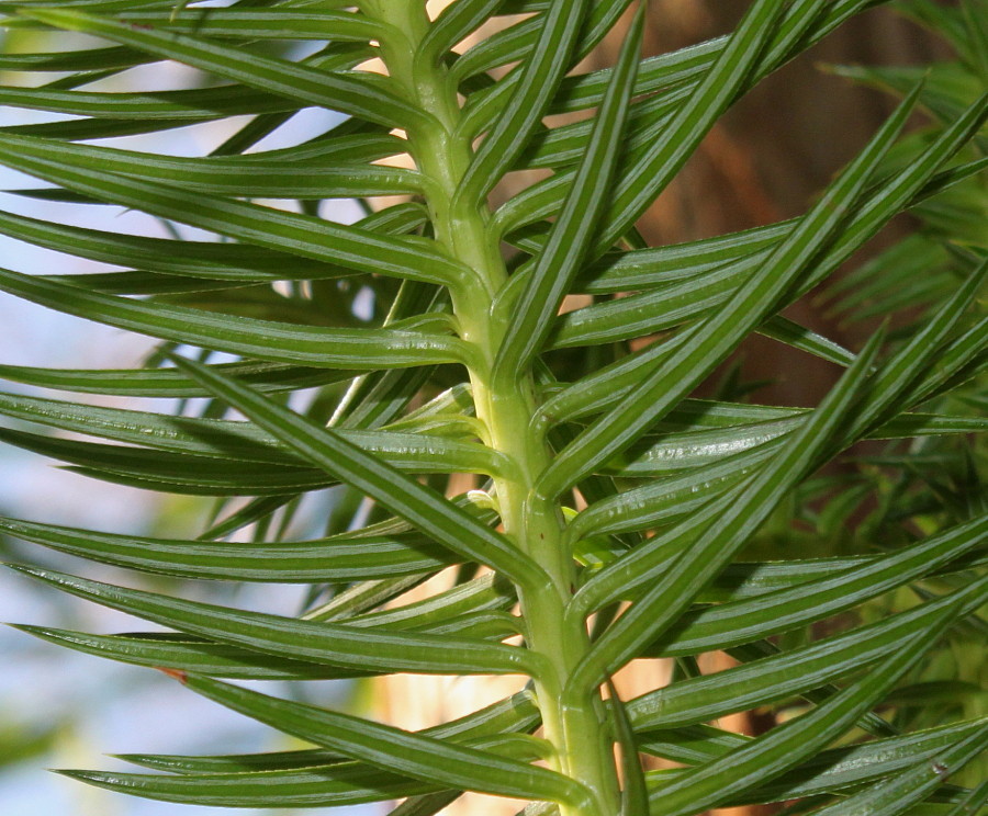 Image of Cunninghamia lanceolata specimen.