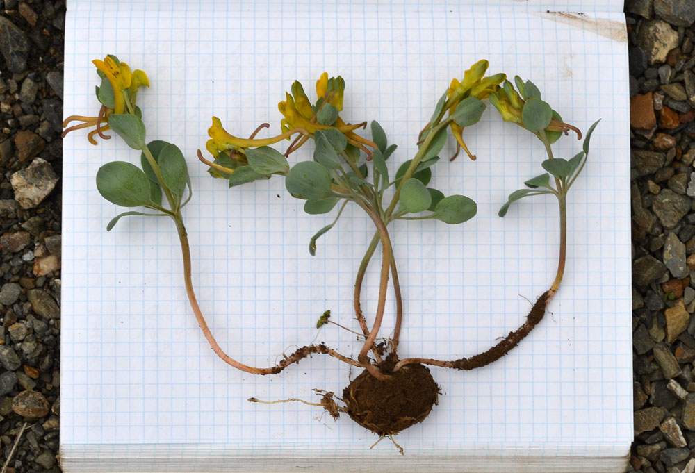 Image of Corydalis nevskii specimen.