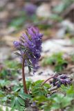 Corydalis solida. Цветущее растение. Санкт-Петербург, Петергоф, парк \"Александрия\". 13.04.2014.