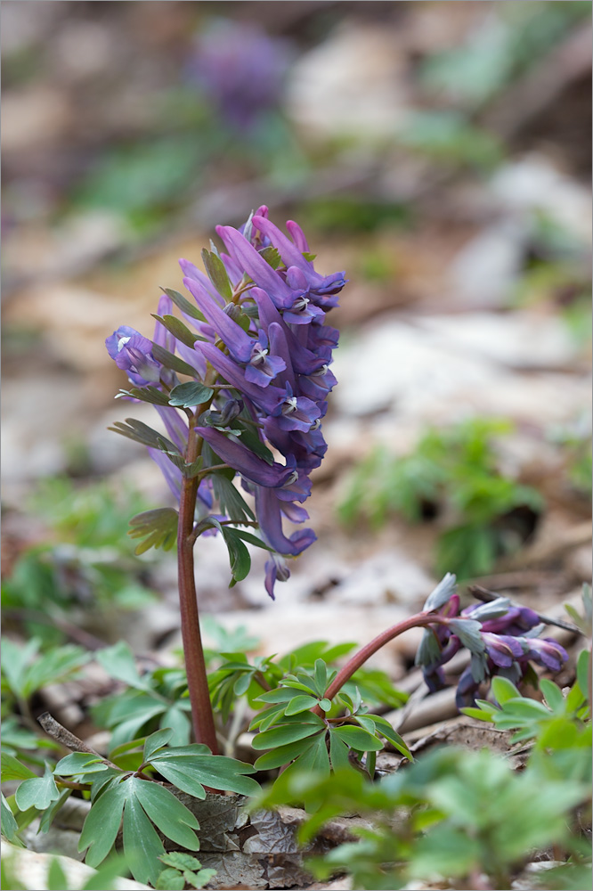 Image of Corydalis solida specimen.