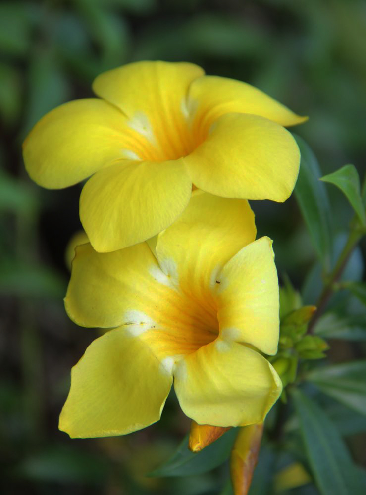 Изображение особи Allamanda hendersonii.