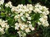 Pyracantha coccinea. Соцветие c кормящейся бронзовкой. Украина, г. Киев, в культуре. 03.06.2009.