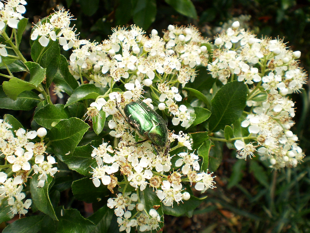 Image of Pyracantha coccinea specimen.