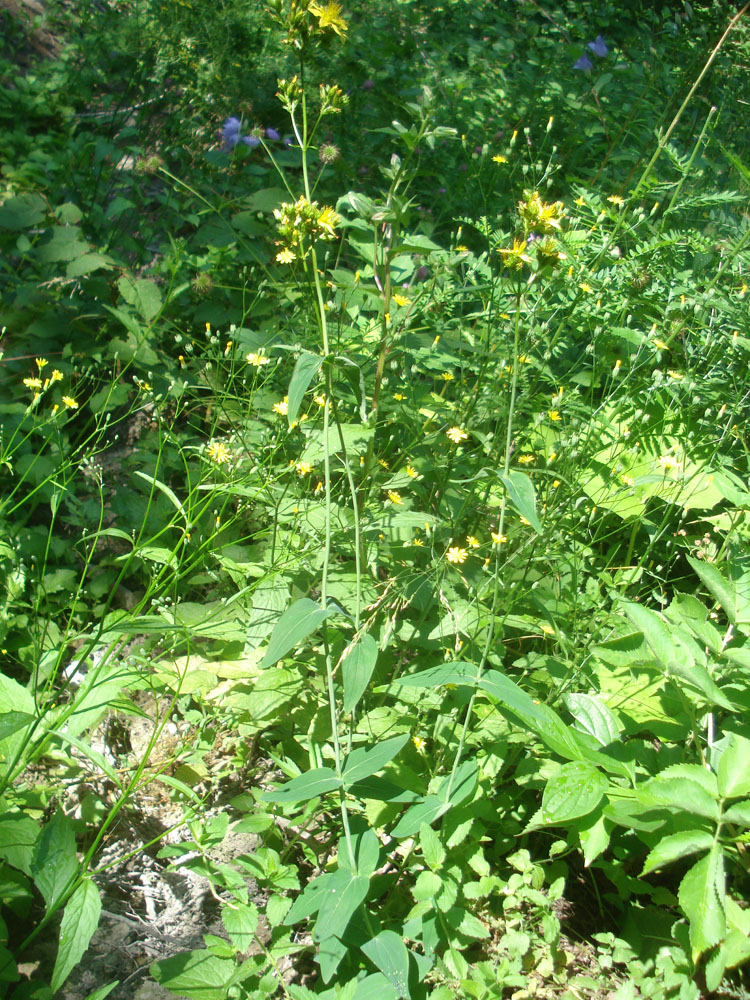 Image of Hypericum montanum specimen.