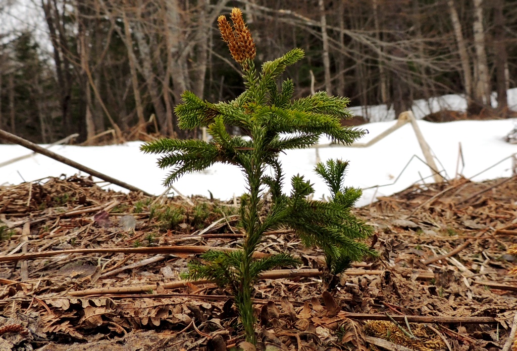 Изображение особи Lycopodium juniperoideum.