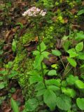 Valeriana tripteris