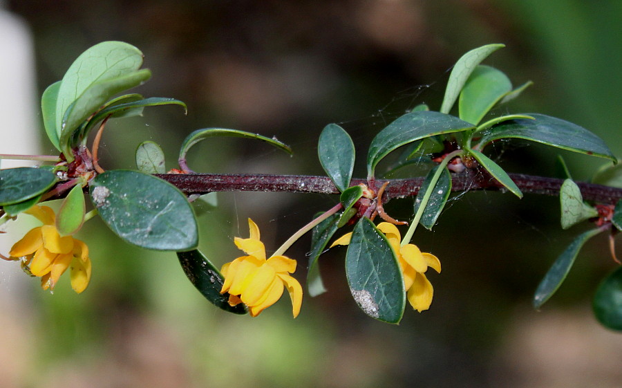 Изображение особи Berberis hakeoides.