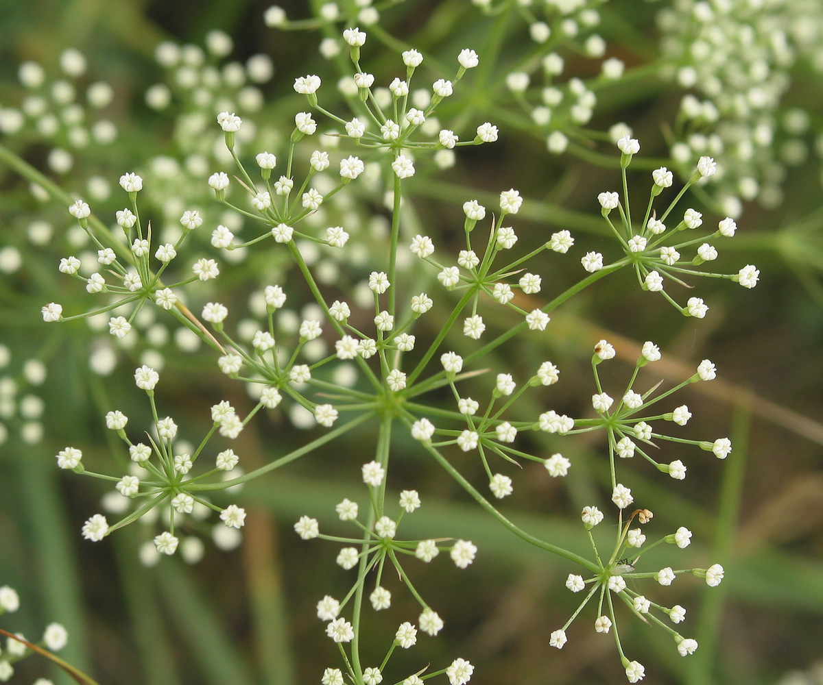 Изображение особи Falcaria vulgaris.