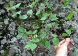 Betula costata. Верхушка ветви. Хабаровский край, сопка Двух Братьев. 26.07.2012.
