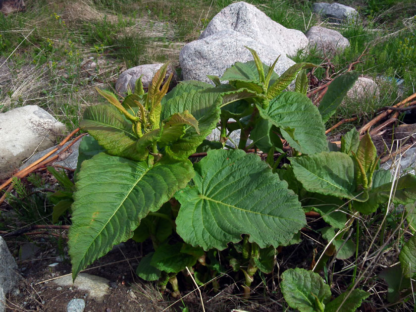 Изображение особи Aconogonon weyrichii.