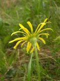 Doronicum oblongifolium