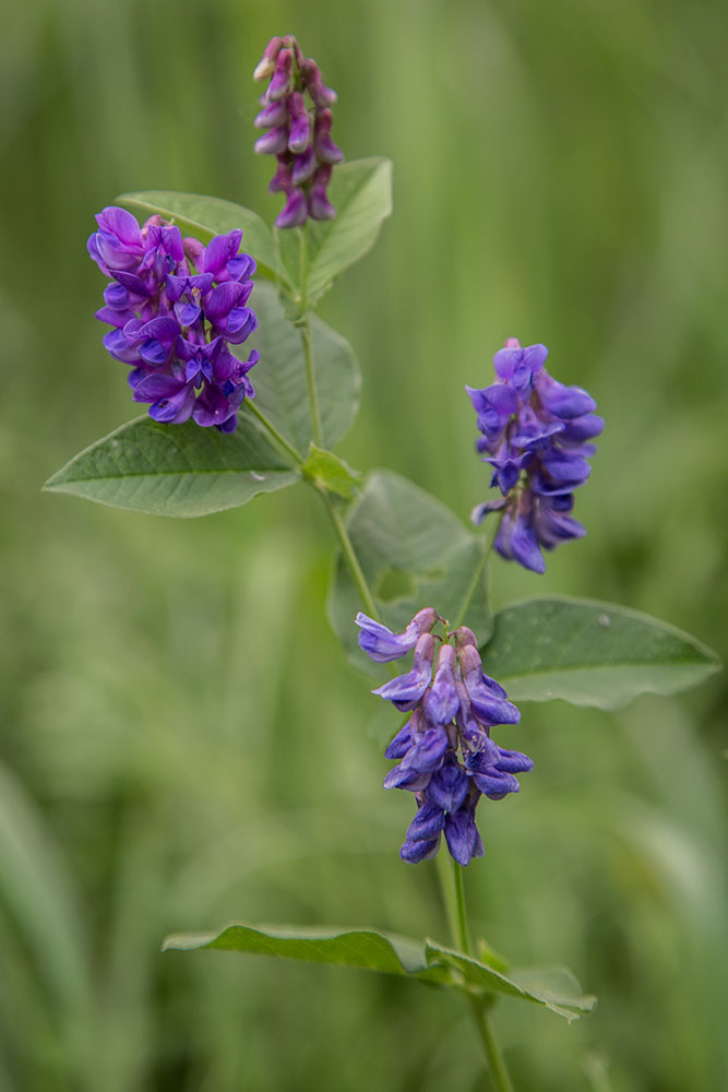 Изображение особи Vicia unijuga.