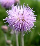 Cirsium incanum