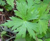 Aconitum umbrosum